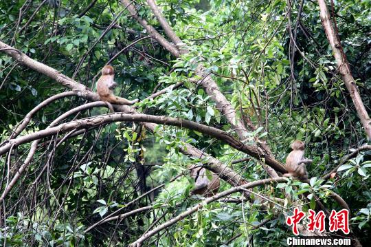 黃蘭峽谷還是鳥兒的天堂、獼猴的樂園。山林之間，不時(shí)能清晰看到獼猴、山麂等野獸的腳印和蹤跡。如今，野生獼猴群數(shù)量達(dá)到近200只。何家進(jìn)攝