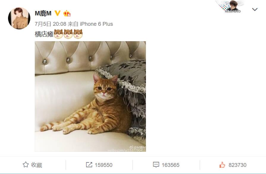 養(yǎng)只貓都癱