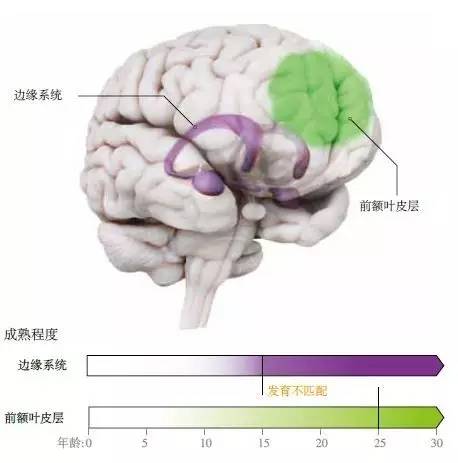 與兒童或成人相比，青少年從事危險(xiǎn)行為的可能性更大，部分是由于大腦兩大區(qū)域之間發(fā)育的不匹配。負(fù)責(zé)驅(qū)動(dòng)情緒的邊緣系統(tǒng)(紫色)充滿激素，從青春期(通常始于9到12歲)開始加速發(fā)育，并在接下來的數(shù)年內(nèi)逐漸成熟。而負(fù)責(zé)抑制沖動(dòng)的前額葉皮層(綠色)，要到十多年后才能完全發(fā)育成熟，因此，出現(xiàn)了一個(gè)過渡性的不平衡期。