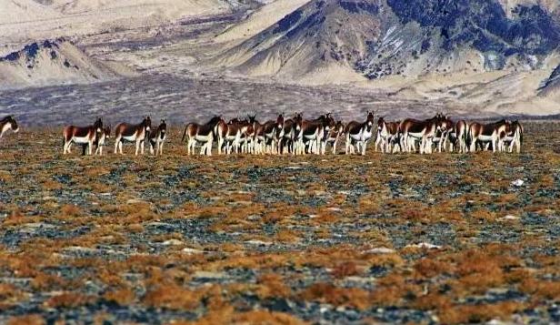 極致誘惑——阿爾金山