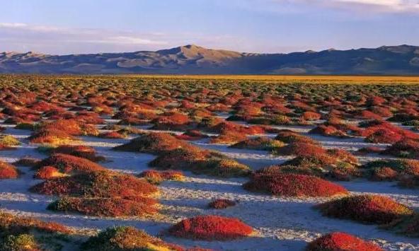 極致誘惑——阿爾金山