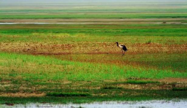 極致誘惑——阿爾金山