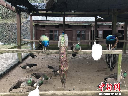 南雁鎮(zhèn)笠湖村孔雀園 李婷婷 攝