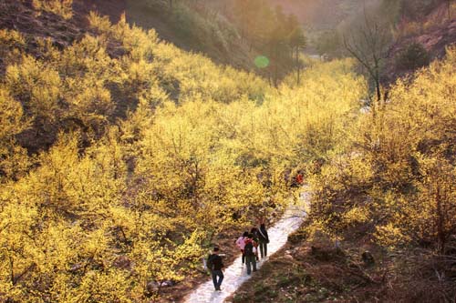 “中國(guó)山茱萸之鄉(xiāng)”陜西佛坪 吳燕峰攝.jpg