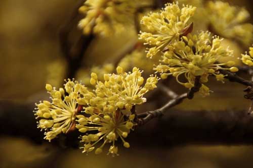 山茱萸花兒 吳燕峰攝.jpg