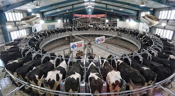 全自動(dòng)擠奶車間