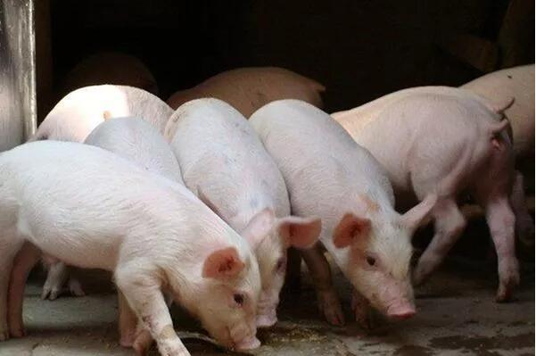 多部門發(fā)文力保生豬生產(chǎn)