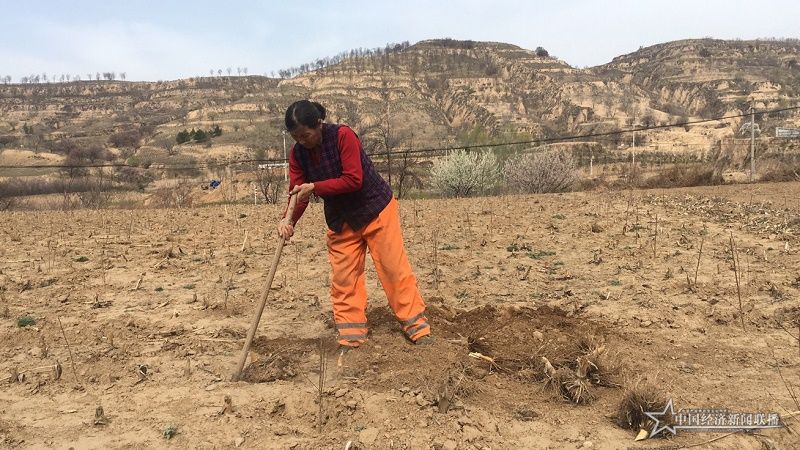 許四連正在地里勞作。王晶晶 攝.jpg