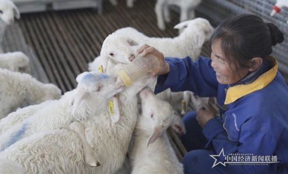 湖羊養(yǎng)殖扶貧項目基地新的托管經(jīng)營模式讓貧困戶有了穩(wěn)定的收入。通訊員攝.jpg