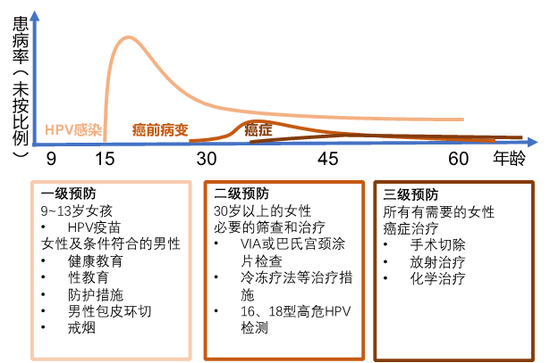 圖5。 ?宮頸癌的三級預(yù)防。HPV感染高峰期發(fā)生于性活躍期，大多數(shù)感染被自發(fā)清除，部分感染后三到五年后造成病變，病變持續(xù)惡化可能會導(dǎo)致宮頸癌。疫苗注射和病理篩查是預(yù)防宮頸癌的重要手段，應(yīng)當(dāng)通過檢測發(fā)現(xiàn)癌前病變或早期宮頸癌，并及時治療。（作者制圖，參考WHO資料）