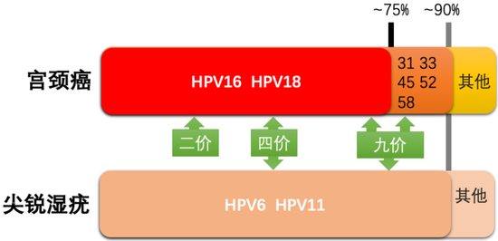 圖8。?HPV疫苗及其預(yù)防疾病種類和比例