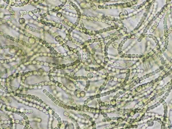現(xiàn)代藍藻細菌（俗稱藍藻）的祖先可能是地球上首批氧氣制造者，并帶來了氣候的重大變化。