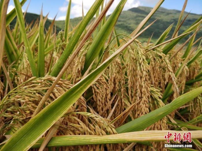 水稻資料圖。a target='_blank' href='http://www.chinanews.com/'中新社/a記者 王曉斌 攝
