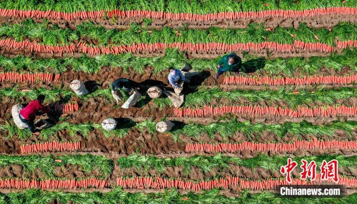 眼下，正是中國(guó)冬春季保鮮胡蘿卜最大出口基地——廈門市翔安區(qū)胡蘿卜的銷售旺季。這里盛產(chǎn)的胡蘿卜是地方特色農(nóng)產(chǎn)品之一，已連續(xù)多年蟬聯(lián)全國(guó)冬春季胡蘿卜出口冠軍，年產(chǎn)值達(dá)10億元人民幣。圖為農(nóng)民在胡蘿卜地上忙碌。(資料圖片) 
a target='_blank' href='http://www.chinanews.com/'中新社/a發(fā) 王火炎 攝