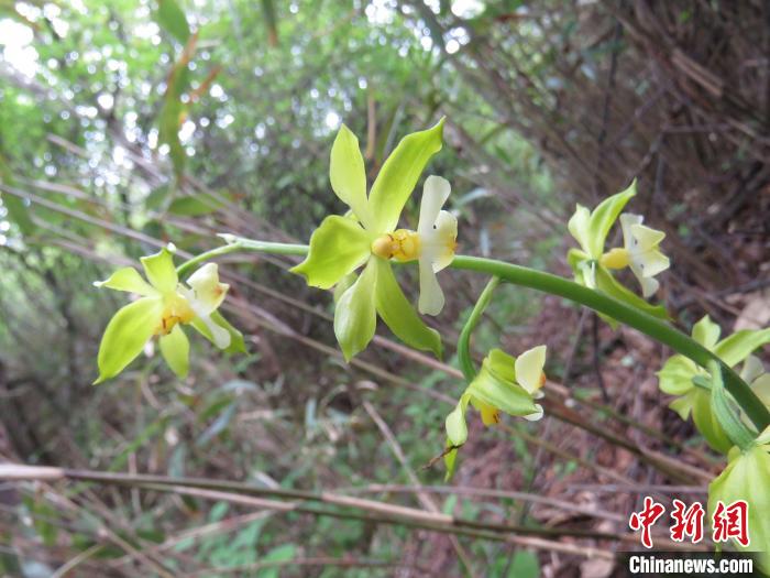 圖為“巫溪蝦脊蘭”。受訪單位供圖 攝