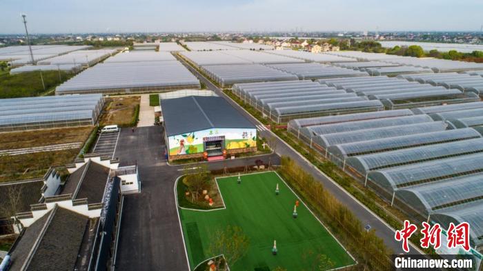 練市紅美人柑橘可持續(xù)發(fā)展示范園區(qū) 沈勇強(qiáng) 攝