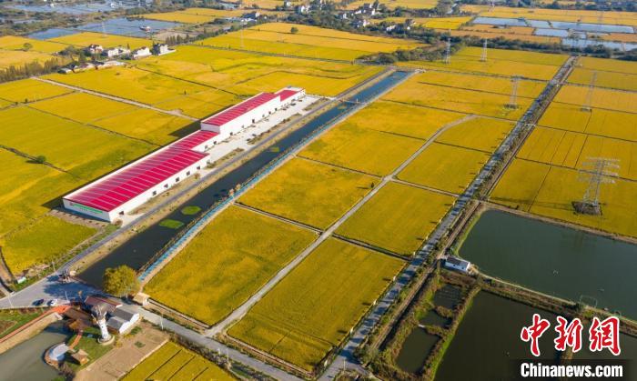 舊館鎮(zhèn)星光數(shù)字糧油示范基地 沈勇強(qiáng) 攝