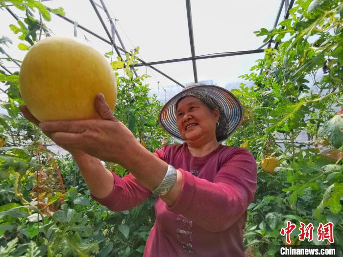 村民正在大棚內(nèi)采摘吊掛。受訪單位供圖