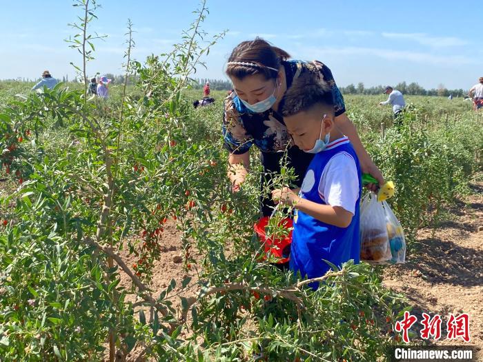 游客采摘鮮枸杞。石嘴山市委宣傳部供圖