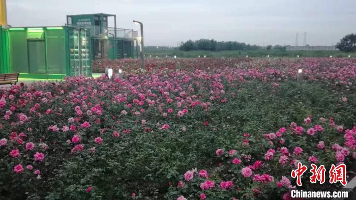 玫瑰花海。沈陽市和平區(qū)供圖