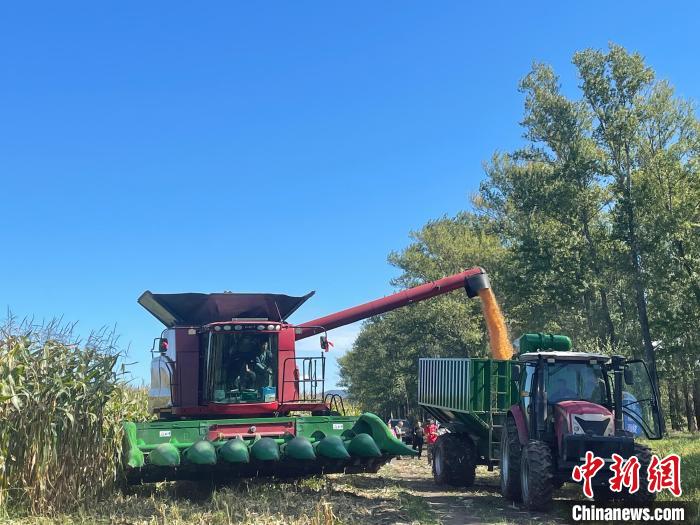 聯(lián)合收割機(jī)正在作業(yè)。劉文文 攝