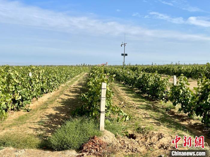 賀蘭山東麓產(chǎn)區(qū)葡萄園。石羽佳 攝