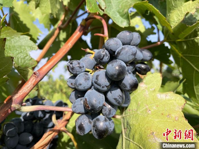 賀蘭山東麓產(chǎn)區(qū)釀酒葡萄。石羽佳 攝