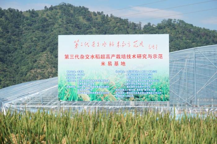 這是測產(chǎn)現(xiàn)場的相關(guān)信息。湖南雜交水稻研究中心供圖