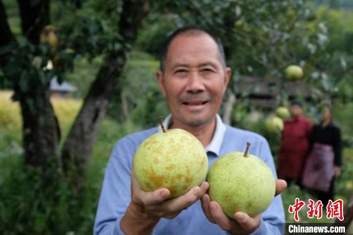 云和雪梨 劉海波 攝