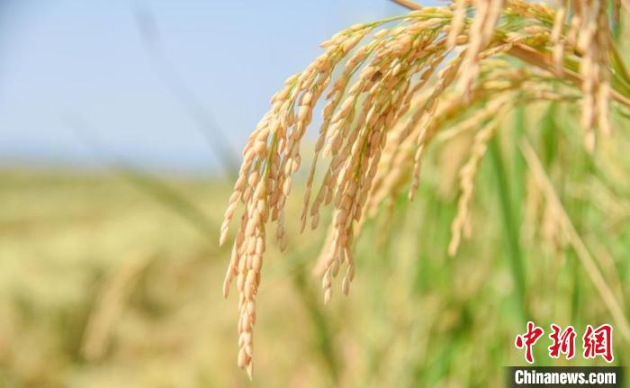 成熟的海水稻 吳曉紅 攝