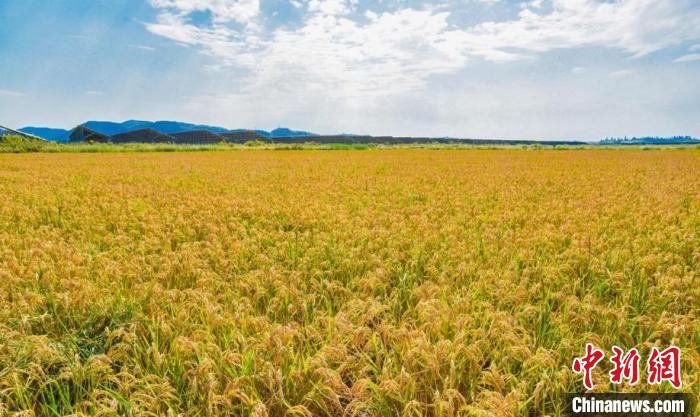 海水稻一片金黃 吳曉紅 攝