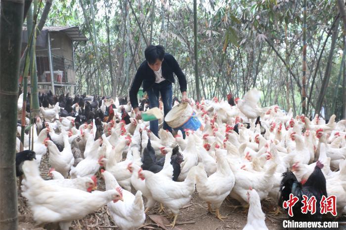 資料圖：喂雞。林馨 攝