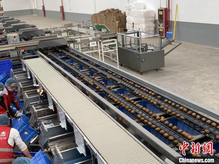 圖為“智能鏈”中心武功倉的現代化自動分選獼猴桃設備。張一辰 攝