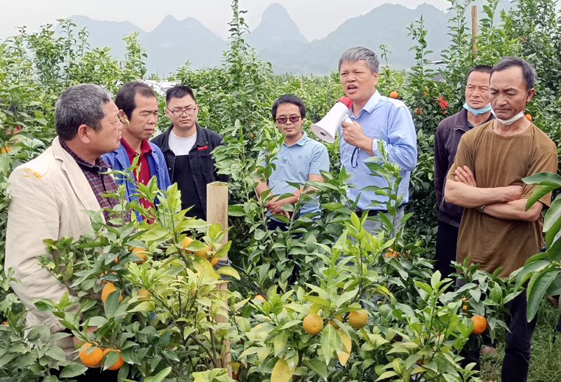 圖為鄧明學(xué)老師在柑橘種植地給群眾進(jìn)行現(xiàn)場講解和指導(dǎo)。.jpg