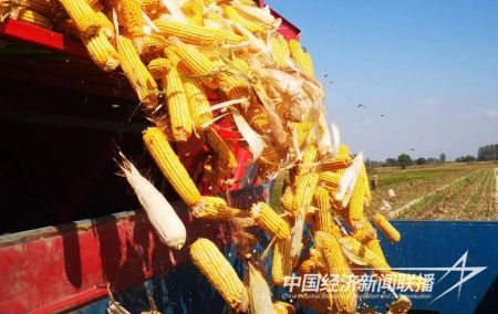 臺安豐收2).jpg?v=1695734188