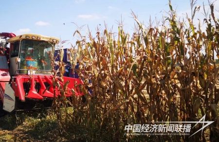 臺安豐收1).jpg?v=1695734188