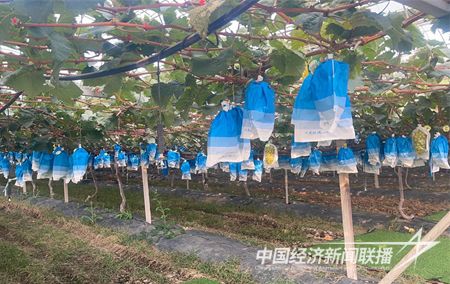 001(1)(1).jpg?v=1697625549