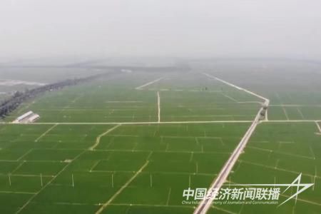 大石橋大米3.jpg?v=1700039420