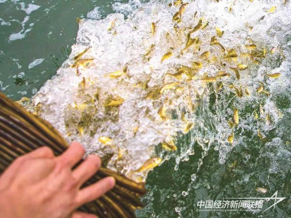 20231127大黃魚3_new (1).jpeg