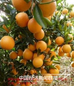 3943047413.jpg?v=1701179012