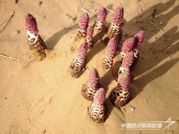 沙漠鎖陽.jpg?v=1703081348