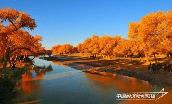 額濟(jì)納胡楊林.jpg?v=1703085647