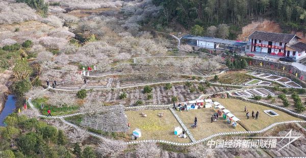 20231228  永泰李梅文化節(jié)1.jpg?v=1703752993