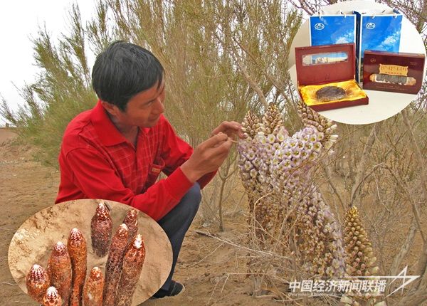 以嘎查村社區(qū)“黨支部活力賽”為載體，擴(kuò)大農(nóng)牧民增收渠道，圖為引導(dǎo)牧民人工種植肉蓯蓉.jpg?v=1703847167