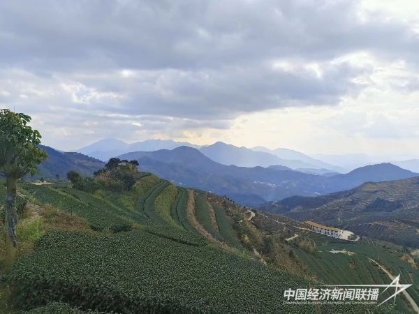 20240115  蔡克修&黃建軍強(qiáng)強(qiáng)聯(lián)手：探索“茶旅融合”新模式9.jpg?v=1705310814