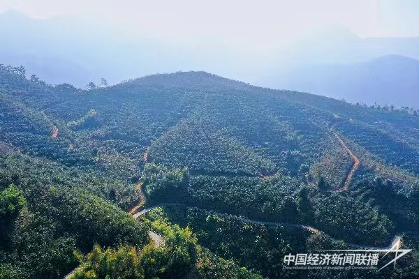 20240117  永泰連山村油茶分紅6.jpg?v=1705558957