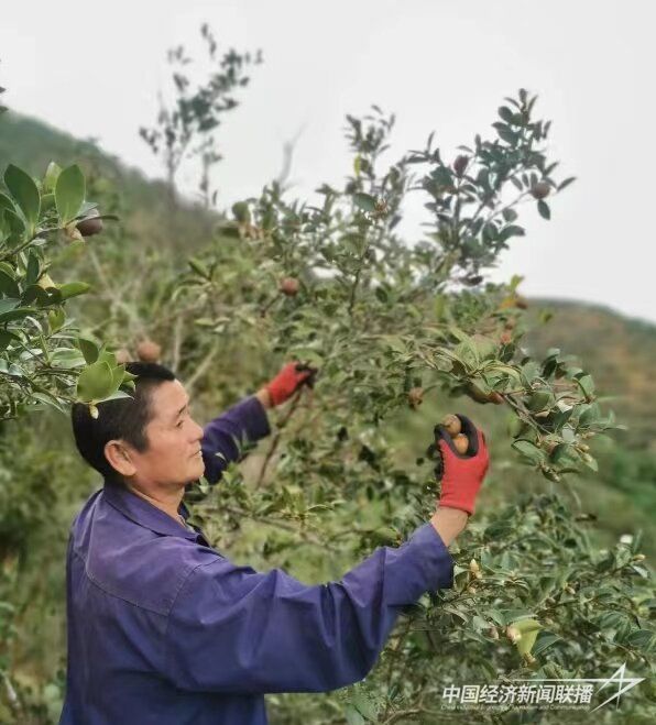 20240117  永泰連山村油茶分紅5.jpg?v=1705558957