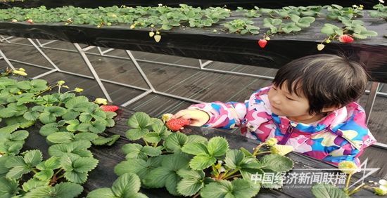 南寒村草莓大棚.jpg?v=1705982140