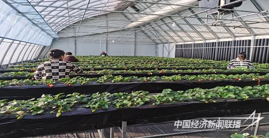 南寒村草莓大棚（2）.jpg?v=1705982140