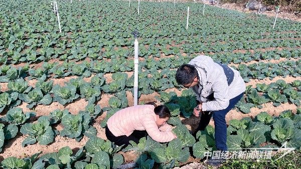 20240125  漳州科技職業(yè)學(xué)院開(kāi)展高素質(zhì)農(nóng)民跟蹤服務(wù)與指導(dǎo)4.jpg?v=1706152147